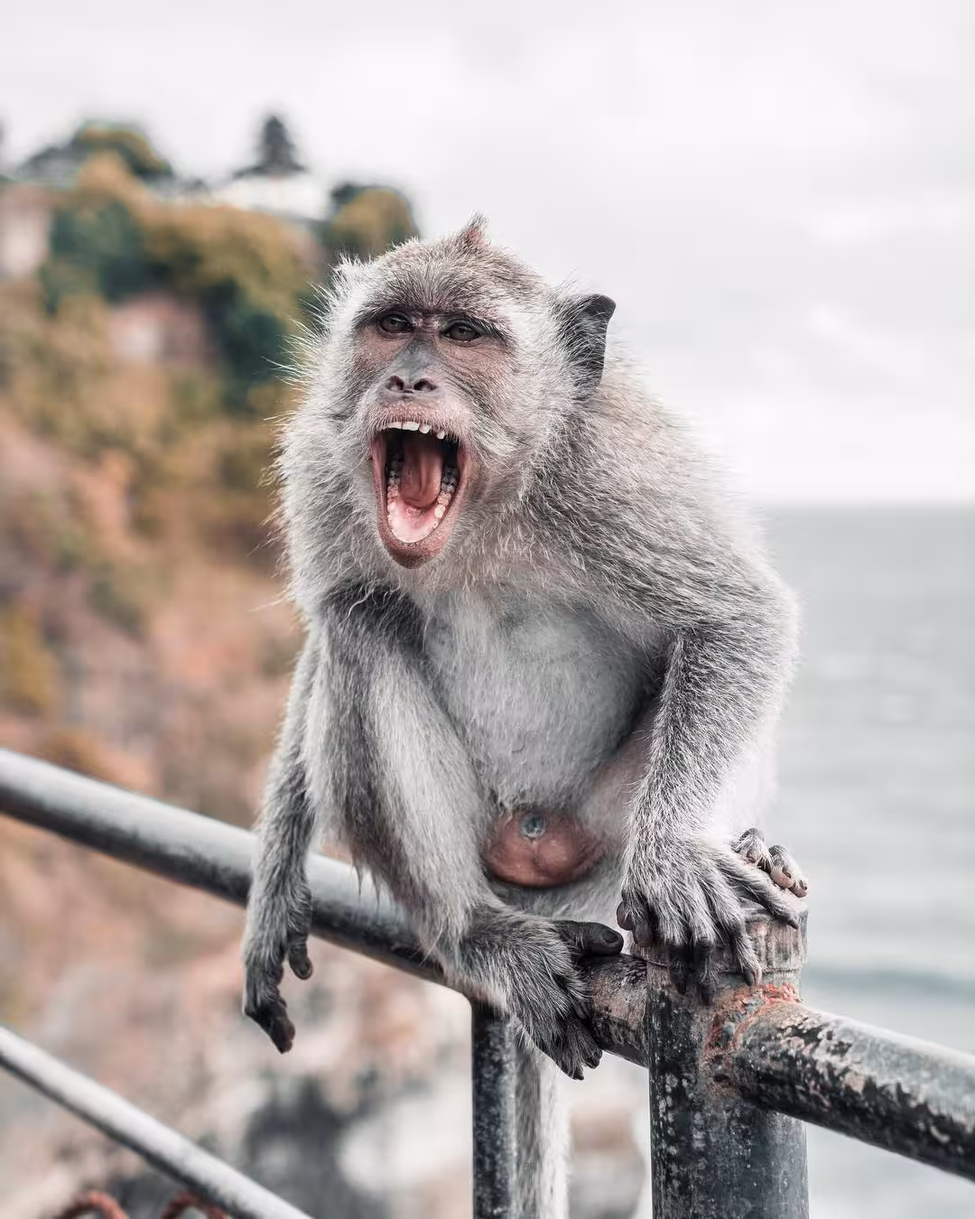Monkeys